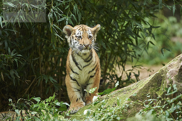 Sibirischer Tiger  Panthera tigris altaica  Deutschland  Europa