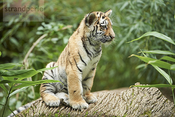 Sibirischer Tiger  Panthera tigris altaica  Deutschland  Europa