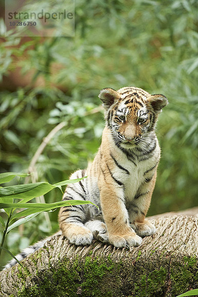 Sibirischer Tiger  Panthera tigris altaica  Deutschland  Europa