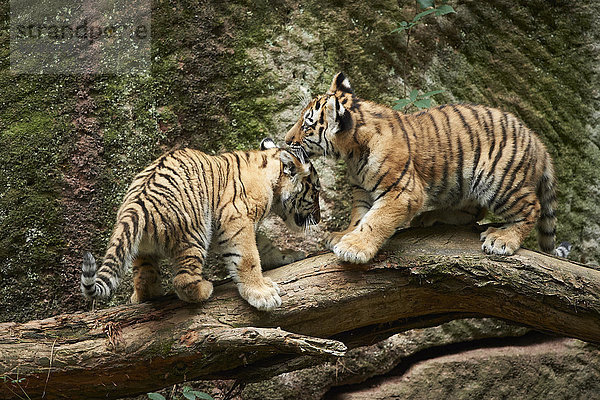 Sibirischer Tiger  Panthera tigris altaica  Deutschland  Europa