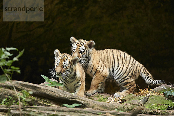 Sibirischer Tiger  Panthera tigris altaica  Deutschland  Europa