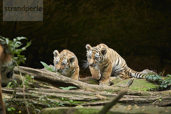 Sibirischer Tiger  Panthera tigris altaica  Deutschland  Europa