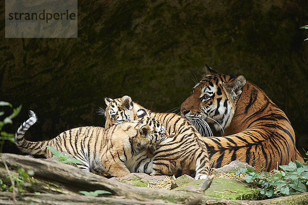 Sibirischer Tiger  Panthera tigris altaica  Deutschland  Europa