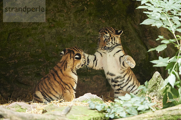 Sibirischer Tiger  Panthera tigris altaica  Deutschland  Europa