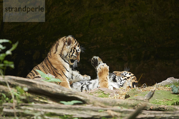 Sibirischer Tiger  Panthera tigris altaica  Deutschland  Europa