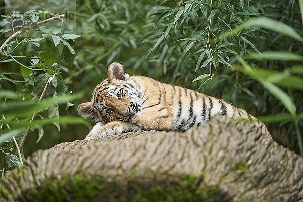 Sibirischer Tiger  Panthera tigris altaica  Deutschland  Europa