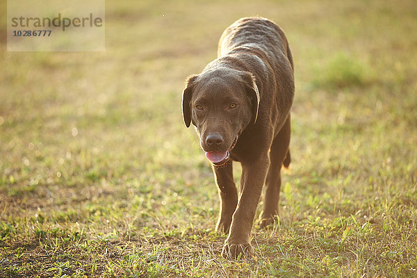 Retriever auf einer Wiese  Oberpfalz  Bayern  Deutschland  Europa