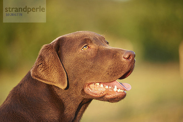 Retriever auf einer Wiese  Oberpfalz  Bayern  Deutschland  Europa