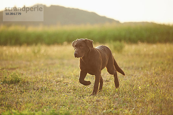 Retriever auf einer Wiese  Oberpfalz  Bayern  Deutschland  Europa