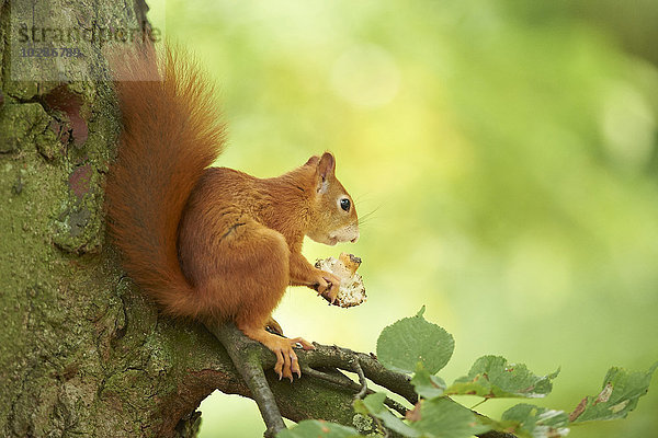 Eichhörnchen  Deutschland  Europa