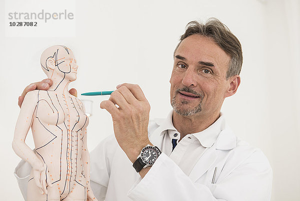 Männlicher Arzt mit anatomischem Modell  München  Bayern  Deutschland