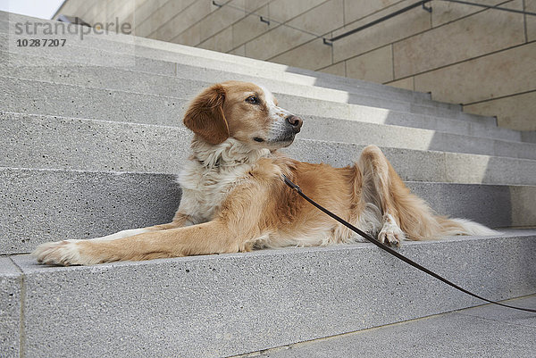 Hund sitzt auf der Treppe  München  Bayern  Deutschland