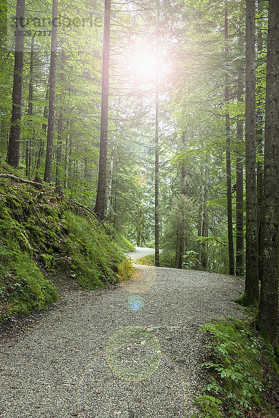 Straße durch einen Fichtenwald  Bayern  Deutschland