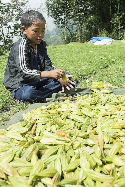 Junge schüttelt die Kerne einer Frucht aus  Nepal