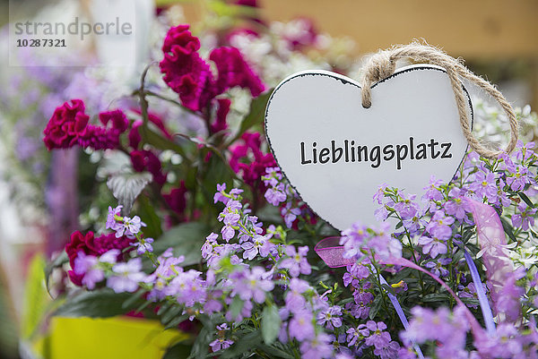 Verschiedene Blumen zum Verkauf in einem Gartencenter  Augsburg  Bayern  Deutschland