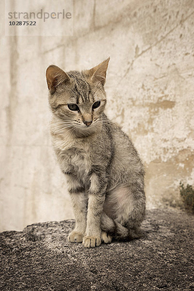 Nahaufnahme einer Katze  die auf einem Felsvorsprung sitzt  Apulien  Italien