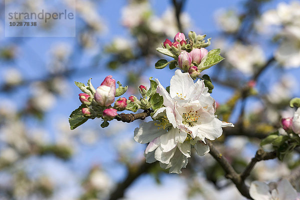 Nahaufnahme von weißen Apfelblüten im Frühling  Bayern  Deutschland