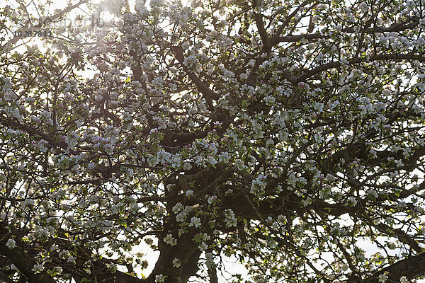 Vollbildaufnahme eines weiß blühenden Apfelbaums  Bayern  Deutschland