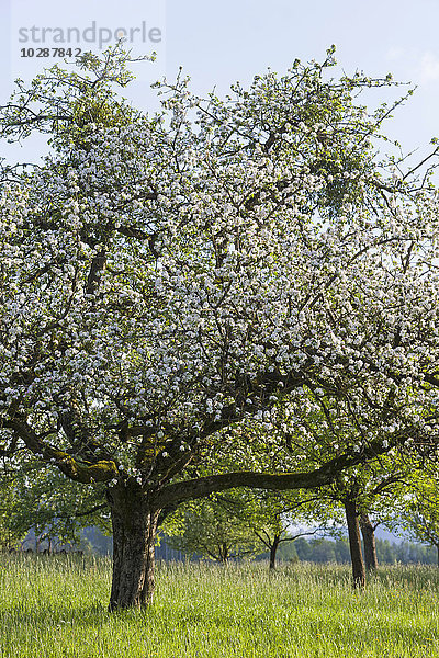 Weiße Apfelbaumblüte im Frühling  Bayern  Deutschland