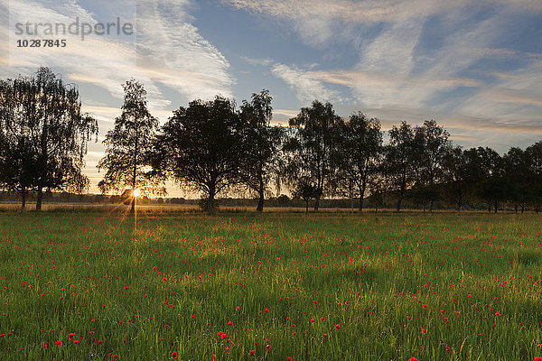 Rote Mohnblumen auf einem Feld bei Sonnenuntergang  Bayern  Deutschland