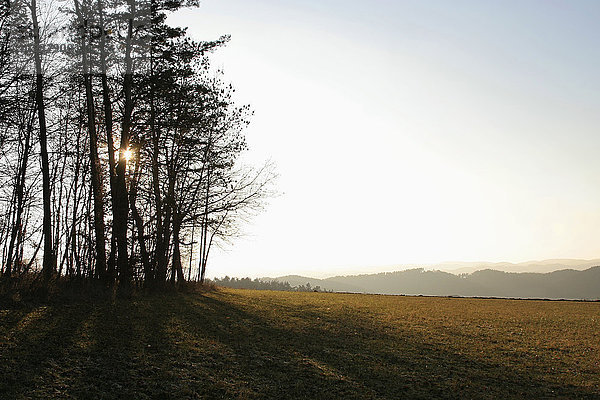 Sonne scheint durch Bäume im Feld  Bayern  Deutschland