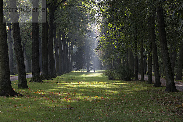 Bäume in einem Park  Bayreuth  Bayern  Deutschland