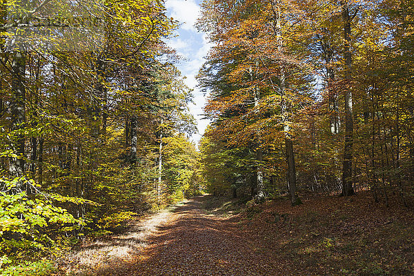 Fußweg durch den Wald  Bayern  Deutschland