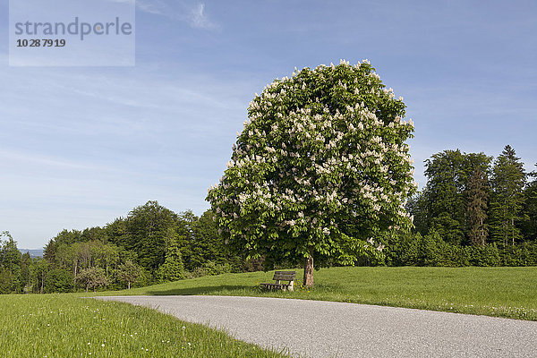 Blühender Kastanienbaum am Straßenrand in einem Feld  Bayern  Deutschland