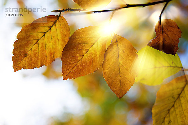 Laubbaum im Herbst