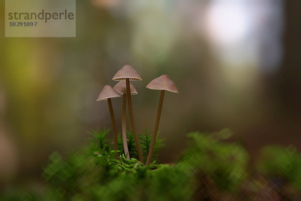 Geselliger Schwefelkopf  Hypholoma marginatum