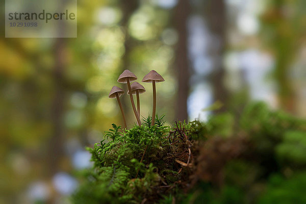 Geselliger Schwefelkopf  Hypholoma marginatum