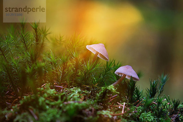 Geselliger Schwefelkopf  Hypholoma marginatum