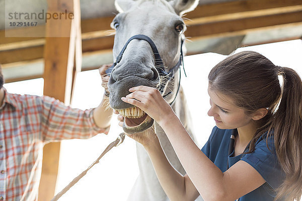 Tierärztliche Kontrolle der Pferdezähne