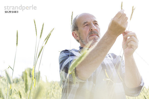 Seriöser Landwirt bei der Untersuchung ländlicher Weizenhalme