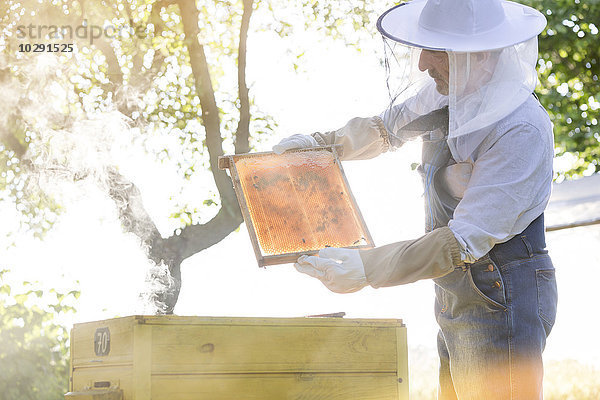 Imker in Schutzkleidung untersucht Bienen auf der Wabe