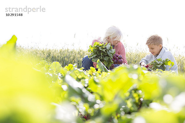 Großmutter und Enkel bei der Gemüseernte im sonnigen Garten