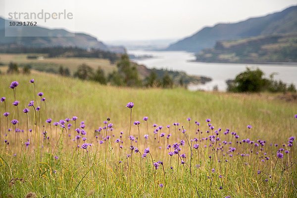 Wilde Blumen wachsen  Catherine's Ridge  Columbia River Gorge  Oregon  USA