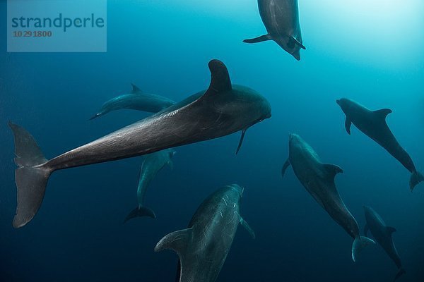 Shoal of Atlanic Bottle Nose Dolphins (Tursiops Truncatus) Socorro Island  Mexiko