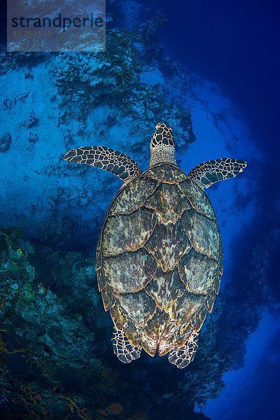 Draufsicht auf die Schildkröte (Eretmochelys imbricata)  die über der Südwand der Insel Cozumel  Quintana Roo  Mexiko  schwimmt.