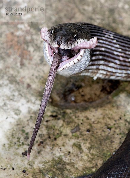 Schwarze Rattenschlange (Pantherophis obsoletus) frisst eine Hirschmaus  (Peromyscus)