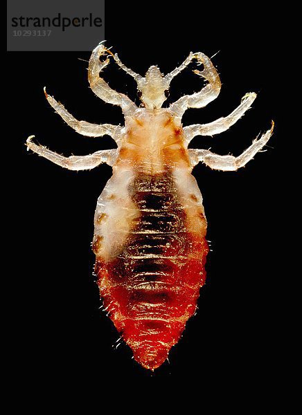 Rückenansicht einer männlichen Körperlaus  Pediculus humanus var. corporis. Die dunkle Masse im Bauchraum ist eine zuvor aufgenommene Blutmahlzeit.
