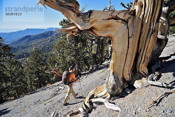 Junge Frau beim Wandern  Mount Charleston Wilderness Trail  Nevada  USA