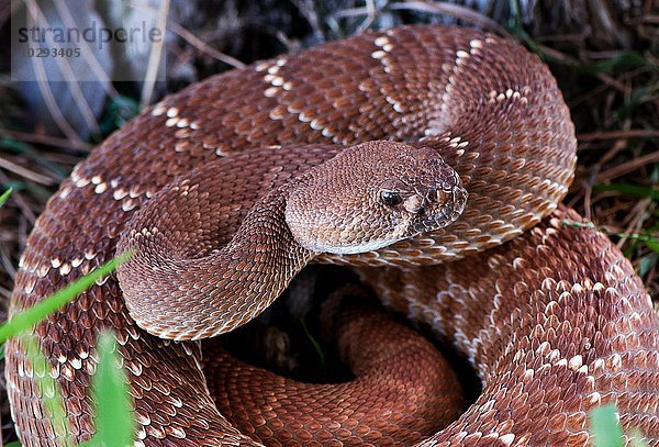 Pazifische Klapperschlange  (Crotalus oreganus)  Kalifornien  USA