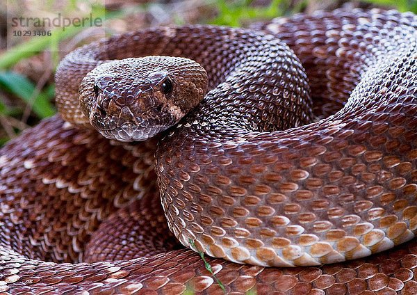 Pazifische Klapperschlange  (Crotalus oreganus)  Kalifornien  USA