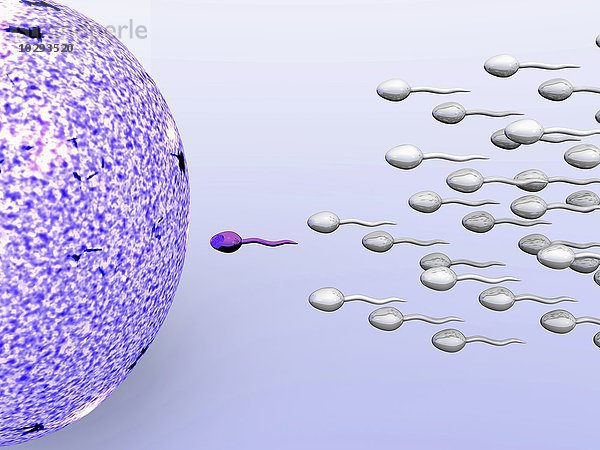 Abbildung von männlichen Samenzellen  die eine weibliche Eizelle befruchten.