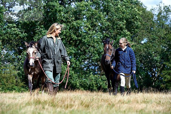 Mutter und Tochter gehende Pferde auf dem Feld
