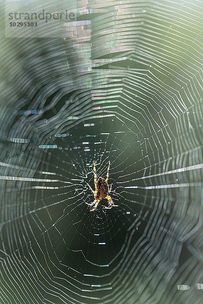 Nahaufnahme der Spinne in der Mitte des sonnenbeschienenen Spinnennetzes