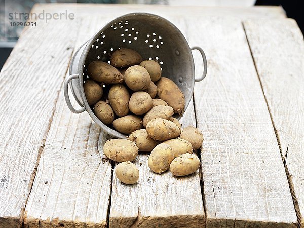 Stilleben von Jersey Royal Potatoes im Sieb auf Holztisch