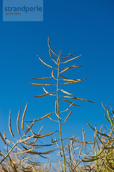 Pflanze mit Samenkapseln gegen blauen Himmel