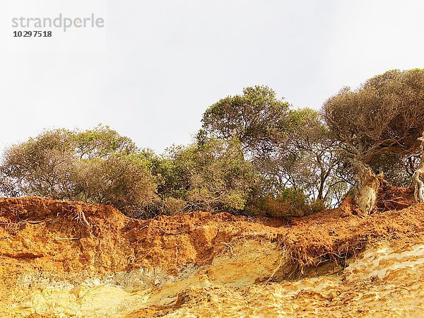 Erodierte Felsen und Bäume  Point Addis National Park  Anglesea  Australien